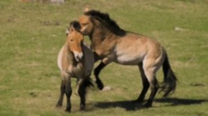 Старинное поместье Барона Фальц-фейна.Херсонская область.