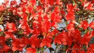 Азалия японская Эдди Вери (azalea japonica addy wery) ? обзор: как сажать, саженцы азалии Эдди Вери