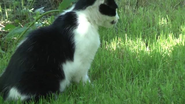 Трутовик чешуйчатый - съедобный !!! смотреть онлайн