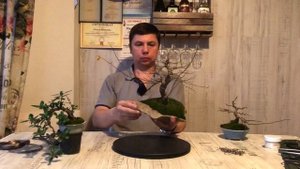 Формирование Бонсай вяз пробковый мелколистный
