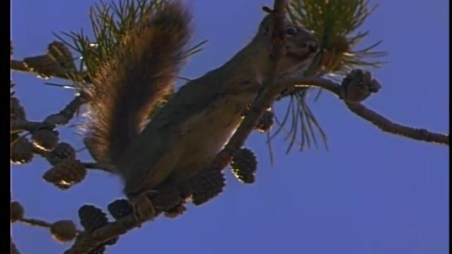 Magnificent Glacier National Park - Full Vintage Documentary смотреть онлайн