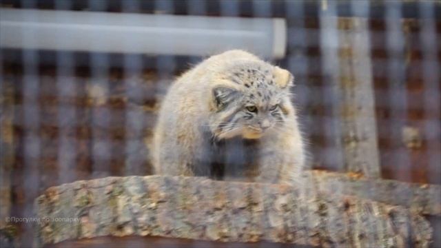 Манул Шу умылся и любуется своим новым вольером. Ленинградский зоопарк смотреть онлайн