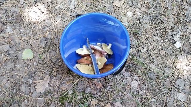 Миссия провалена - грибов нет смотреть онлайн