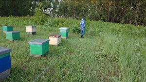 Самая провальная кочевка в нашей истории, мёд должен быть дешевле? Пасека Старчевских