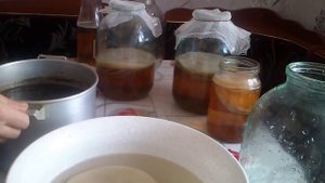 Чайный гриб в домашних условиях