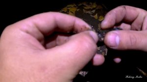 Поймать невозможное. Поиск налима на малой реке. Второе место.