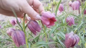 Рябчик шахматный . Fritillaria meleagris .