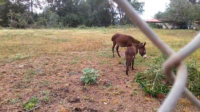 ПРАВА И ОБЯЗАННОСТИ ВЛАДЕЛЬЦА ЛОШАДИ смотреть онлайн