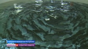Рыбное хозяйство в Кабардино-Балкарии расширяет производство