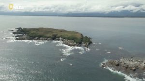 Nat Geo Wild: Морские котики: битва за выживание / Fur Seals. Battle for Suvival