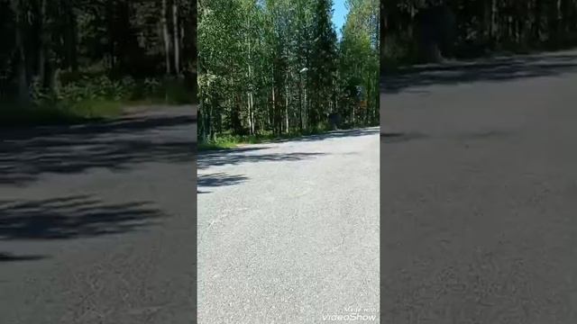 Отдых оленей в Финляндии, Мурманск порт. смотреть онлайн