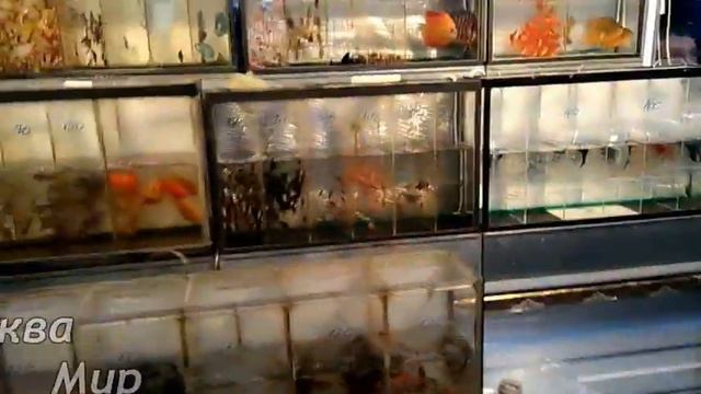 Птичий рынок Волгоград отдел аквариумистики смотреть онлайн