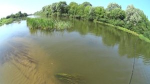 Ловля голавля на саранчу, рыбалка на реке Мокша