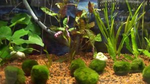 растения в аквариум цена
