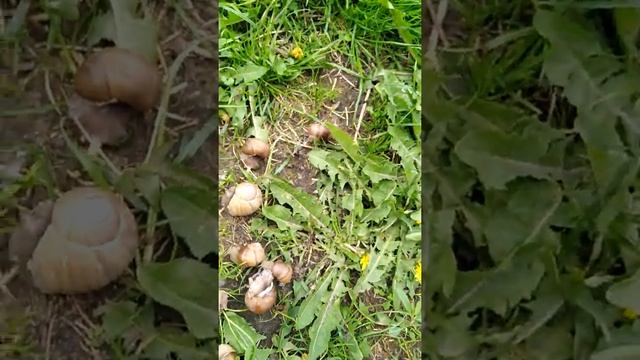 Армия виноградных улиток смотреть онлайн