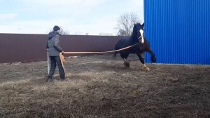 СГН48 Шайры продажа 2
