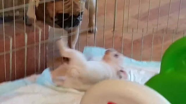 Grace and Stella смотреть онлайн