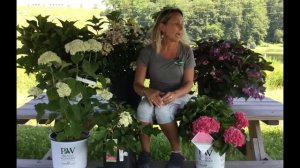 Little Quick Fire Hydrangea