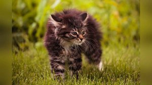 ?КОТЕНОК ШИПИТ и РЫЧИТ