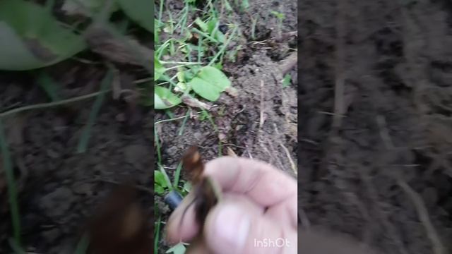 Медаль полярника