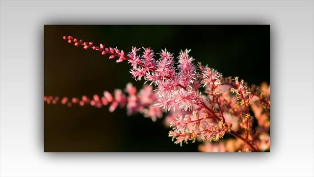 МНОГОЛЕТНИЕ ЦВЕТЫ ДЛЯ САДА АСТИЛЬБА смотреть онлайн