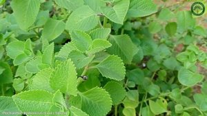 Plectranthus Amboinicus (Lour.) Spreng. | Culinary Spices | ?? Panama |