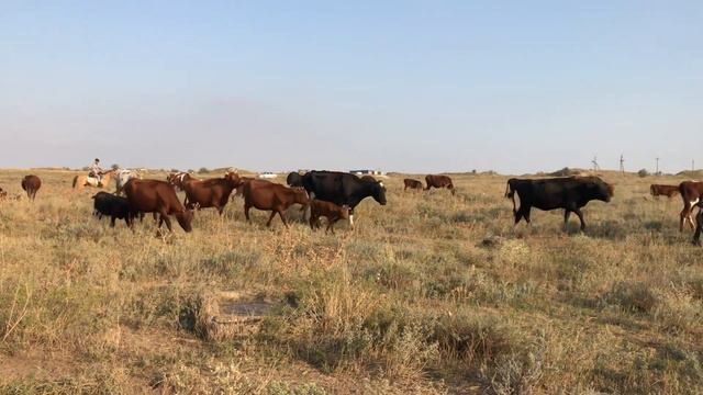 Крым телочки... село Каменка смотреть онлайн