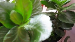 Цветы . Какие домашние цветы . Комнатные цветы . Как ухаживать за цветами дома . Видео цветы