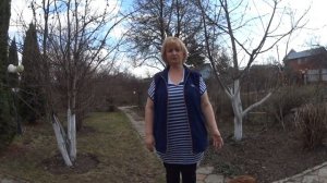 СЛИВЫ И ВИШНИ.   Обработка весной от болезней и вредителей .