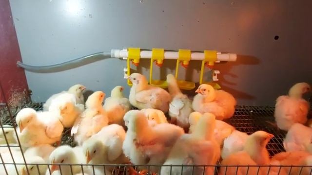 Влияет ли антибиотик на набор массы бройлеров? смотреть онлайн