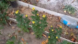 Голландские, одноголовые и веточные хризантемы.