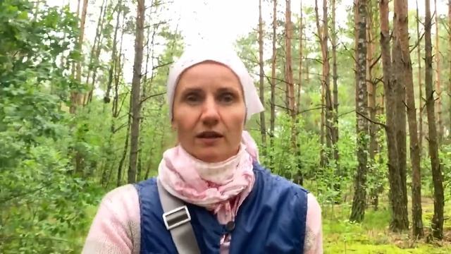 ВЛОГ из ЛЕСА. Собираем целебную ягоду ЧЕРНИКУ смотреть онлайн