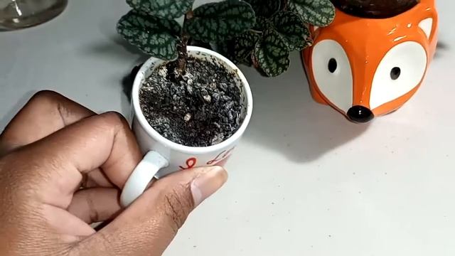 Pellionia [Update // One year journey] (Care, Tips & Tricks) смотреть онлайн