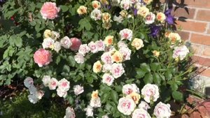 【月季篇】色彩变化丰富的Rose Bull‘s eye