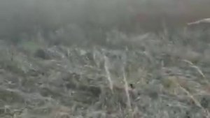 охота на норку, белая норка