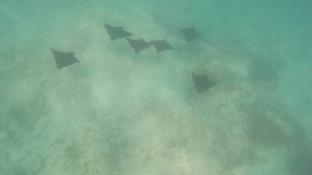 Snorkeling with eagle rays, close to the Meeru Island, Kaafu atol - Maldives