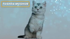 Мушук тушда курса нима булиши хакида туш табири