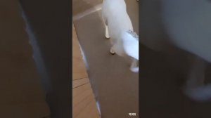 Один день лошади (сори что на видео сказала один день глазами лошади)