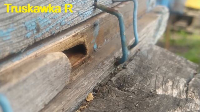 Пчёлы весной. На низком старте для бурного развития семьи. Готовимся к настоящей работе. #Truskawka