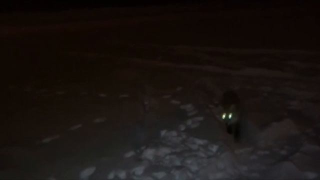 БЕШЕННЫЕ или БЕЗБАШЕННЫЕ ЛИСЫ !? смотреть онлайн