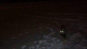 БЕШЕННЫЕ или БЕЗБАШЕННЫЕ ЛИСЫ !?