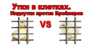 Утки в клетках. ИНДОУТКИ против БРОЙЛЕРОВ