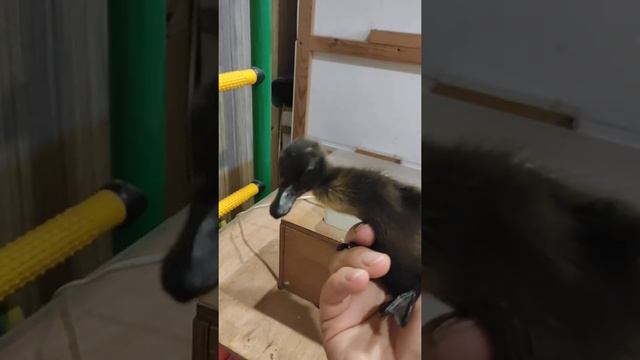 Утята индийский бегунок растут. Обустройство брудера. смотреть онлайн