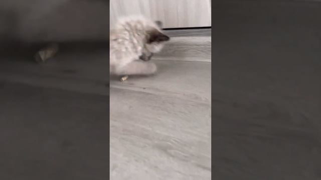 Приучаем к лотку или как занять кота на час!Сириус решил поиграть в ⚽️#kitty #funny #dream #cute смотреть онлайн