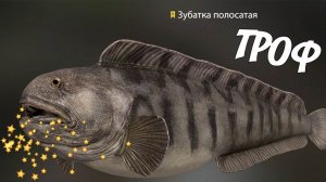 ЗУБАТКА ПОЛОСАТАЯ - ТРОФЕЙНАЯ - МОРЕ НОРВЕЖСКОЕ  РУССКАЯ РЫБАЛКА 4 | RUSSIAN FISHING 4@Z-B-G 