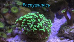 Первые рыбки в морском аквариуме
