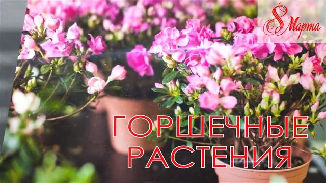 ЭЛИТБУКЕТ - ЦВЕТЫ К 8 МАРТА смотреть онлайн