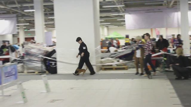 16.01.16 г. 9 гр. русский той, класс - юниоры Клуб "Петербург" эксперт Л. Никитина смотреть онлайн