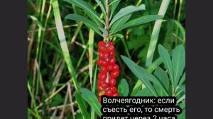 Топ 5 САМЫХ ЯДОВИТЫХ РАСТЕНИЙ РОССИИ