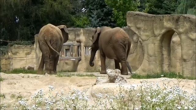 Zoo Safari Dvur Kralove - Czechy /Zoo Safari Dvůr Králové - Česká republika/03 смотреть онлайн